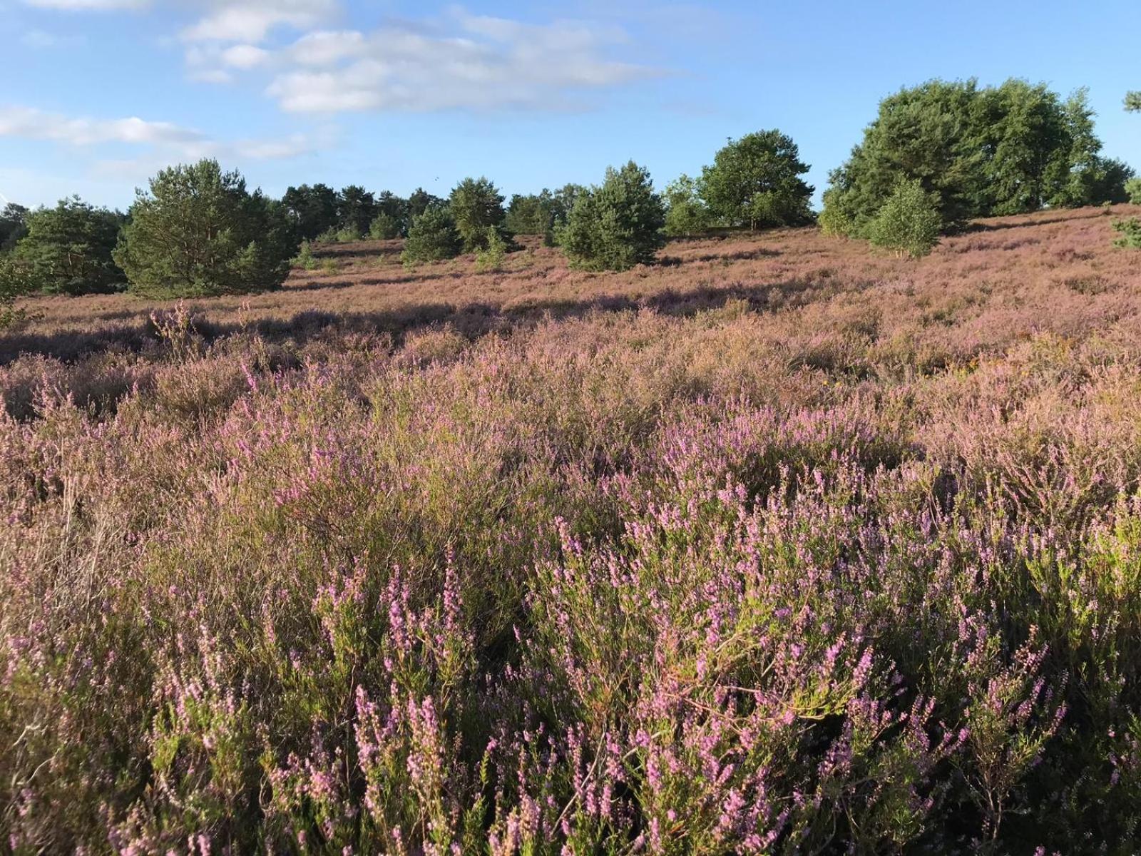 Traumhaftes Anwesen In Der Lueneburger Heide Leilighet Soltau Eksteriør bilde